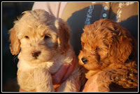Red, Blond cream Labradoodles.