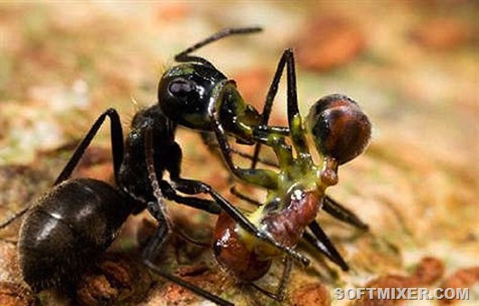 ant(2)