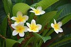 På lodgen er der masser af flotte blomster. Her f.eks. Carstens yndlingsblomst - frangipani.