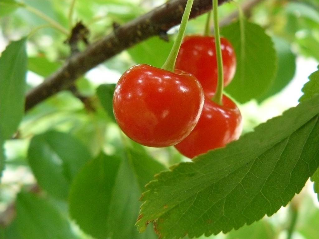 [cherries%252C%2520strawberries%252C%2520currants%2520011%255B3%255D.jpg]