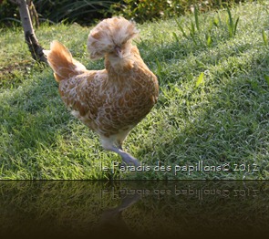 IMG_7275 IMG_7275