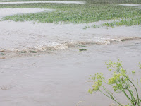 Flooded field near Fir Avenue southwest of Wellman