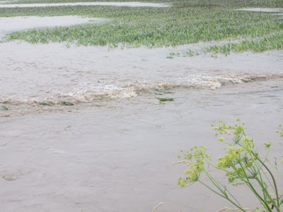 Flooded field near Fir Avenue southwest of Wellman