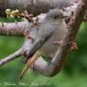 Black Redstart; Colirrojo Tizón