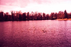 Twig-in-the-Lake---XPRO