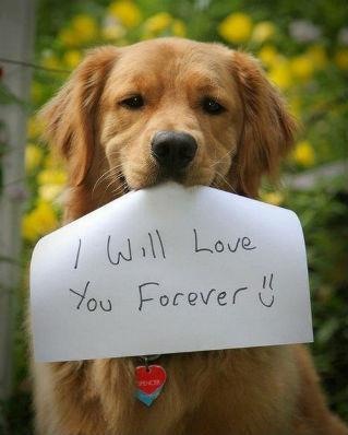 [Dog-I%2520will-love-you-forever%255B4%255D.jpg]