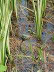 I heard this guy before I saw him - what frog wouldn't want to live out his days among variegated iris?!