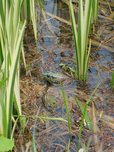 I heard this guy before I saw him - what frog wouldn't want to live out his days among variegated iris?!