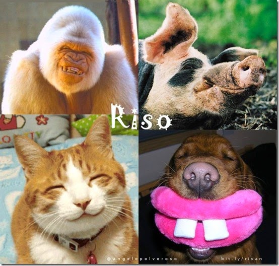 riso animal_up
