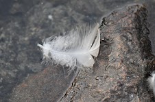 DSC_1117.JPG