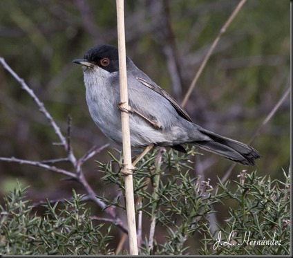 11. ccabecinegra4