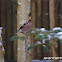 Hawfinch