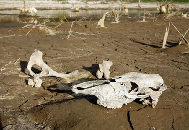 A cow skull in a dry lake bed, a victim of the 2011 drought. Texas A&M University