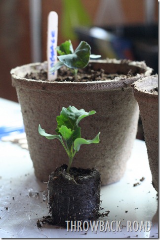 transplanting seedlings 017