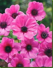 Anemone Sylphide Anemone Sylphide