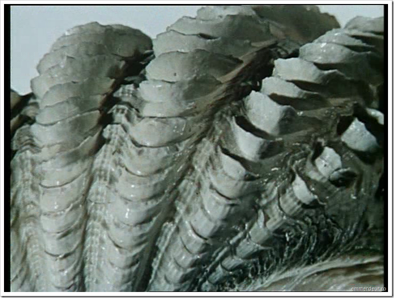 jan svankmajer historia naturae emmerdeur_24 jan svankmajer historia naturae emmerdeur_24