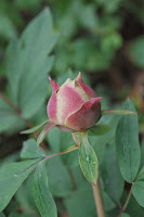 2014 április 26 Kámoni arborétum Paeonia suffruticosa fás bazsarózsa (2).jpg