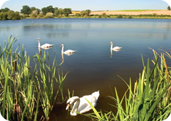 Fishing Lodges