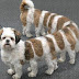 funny-animals-67.jpg