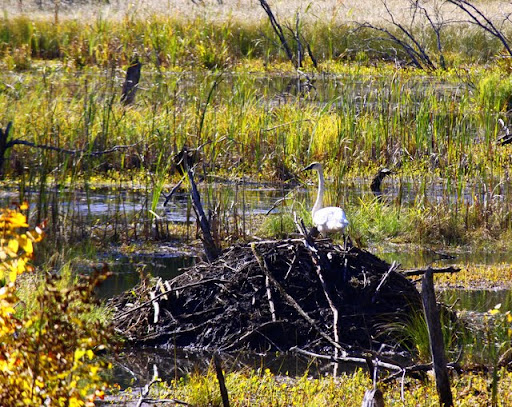 Trumpeter swan on top of a beaver lodge