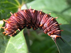 Polydamas Swallowtail caterpillar