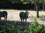 Roger Williams Zoo!