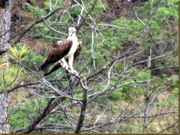 Blurry photo of the first osprey we spotted on the trip eagle1