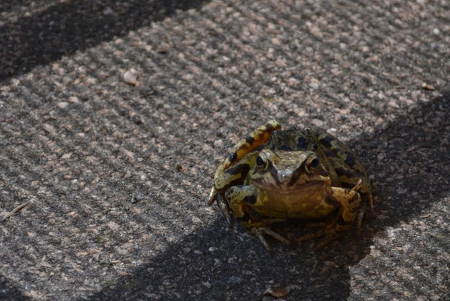 DSC_1547 DSC_1547