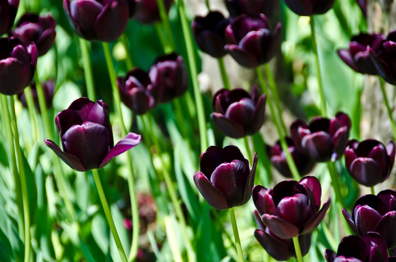 Tulips Istanbul