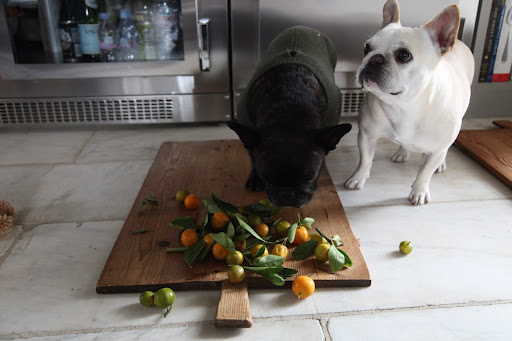 Sharkey, Martha specifically said you should do it!  I'll add some citrus and some greenery sprigs for garnish, just like the photo in Martha's new Entertaining book!
