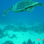 Schildpad