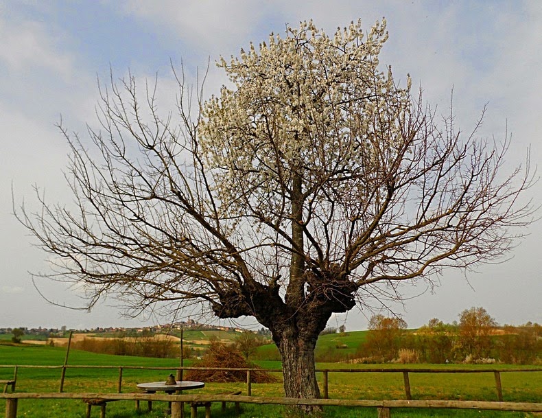 bialbero-de-casorzo-2 bialbero-de-casorzo-2