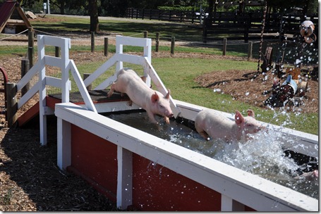 southern belle farm 100611 (55)