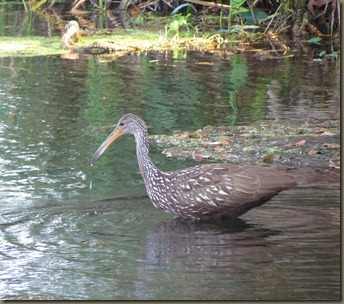 limpkin