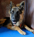 KAYSER
NO ADOPTABLE