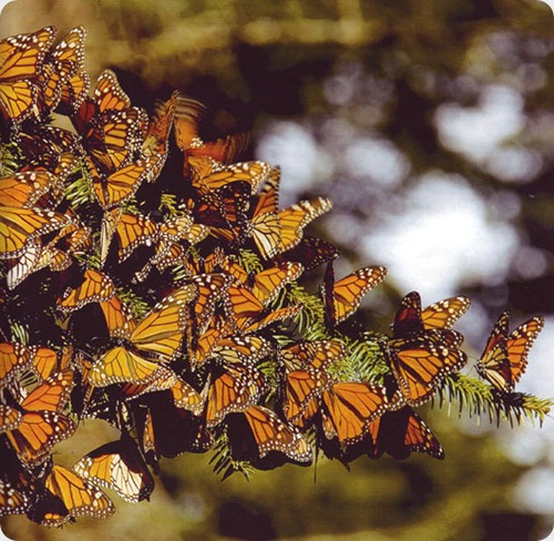mariposa monarca1