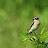Pokląskwa (Saxicola rubetra), fot. M. Kowalski