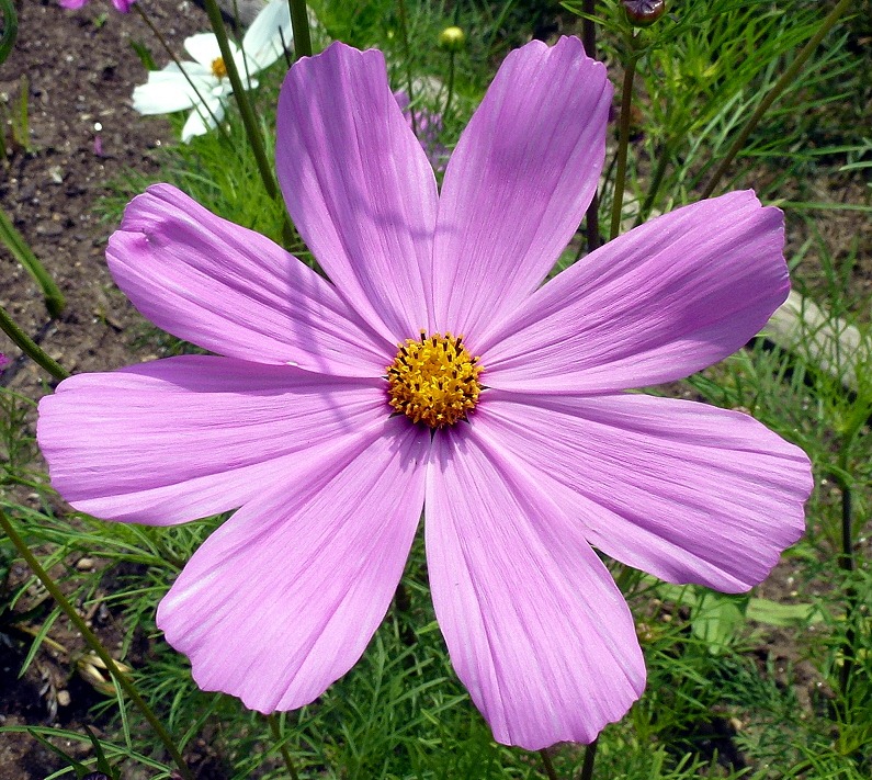 [08c3---Marginal-Way---flower2.jpg]