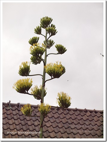 Agavekaktusblommar Agavekaktusblommar