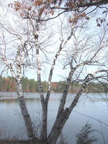 [11.2011%2520Maine%2520Birch%2520trees%2520at%2520my%2520cousin%2520Andys%2520old%2520place%2520Norway%255B3%255D.jpg]