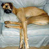 funny-animals-66.jpg