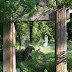 Forêt de Confucius
