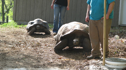 A female and male tortoise start their trek down into their outdoor exhibit
photo credit:  Michele Skalicky
