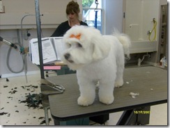 Me at grooming school