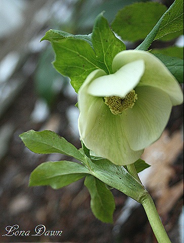 [Hellebore2_First14.jpg]