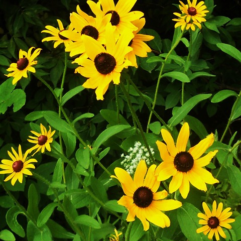 [Garden15%255B3%255D.jpg]