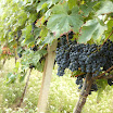 IMG_5461_vigna e uva_bassa.jpg