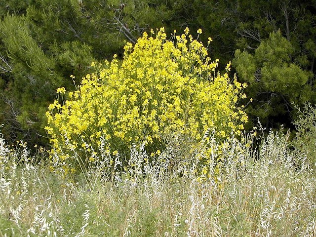 ginesta.jpg