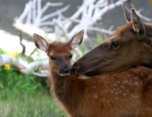 (photo credit: Marvin L. De Jong)