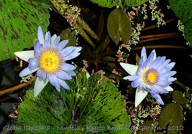 Glória Ishizaka - Ninféia -  Kyoto Botanical Garden 2012 - 6